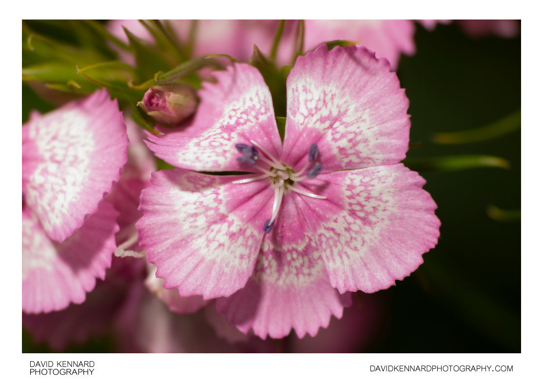 Pink with white band Sweet William flower