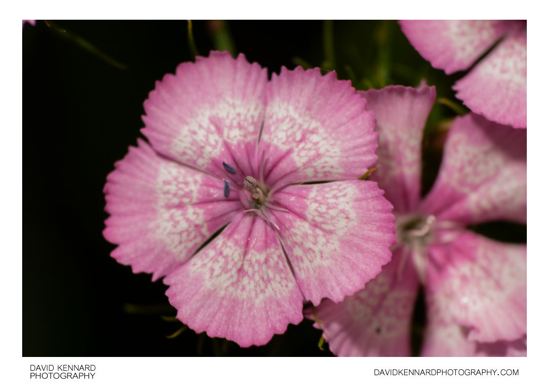 Pink with white band Sweet William flower