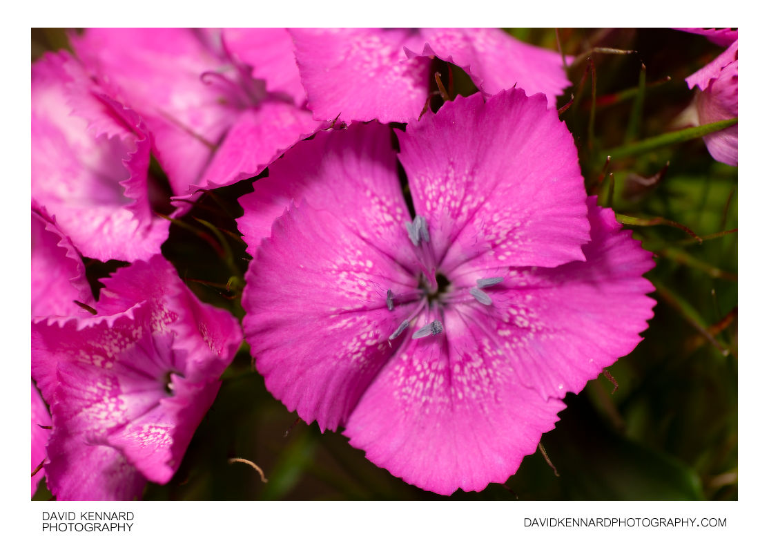 Pink with white spots Sweet William flower