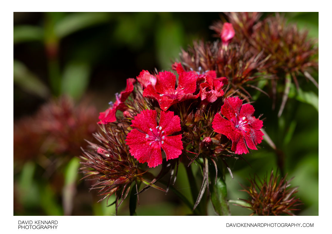 Red Sweet William flowers