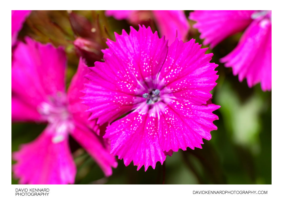 Pink with white spots Sweet William flower