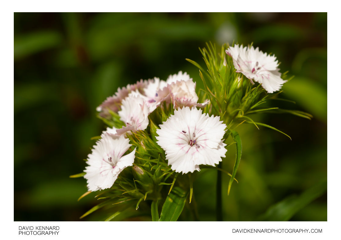 White Sweet William flowers