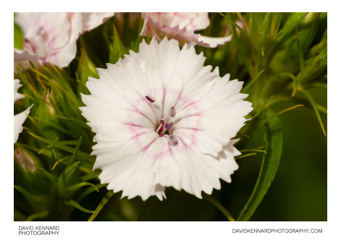 White Sweet William flower