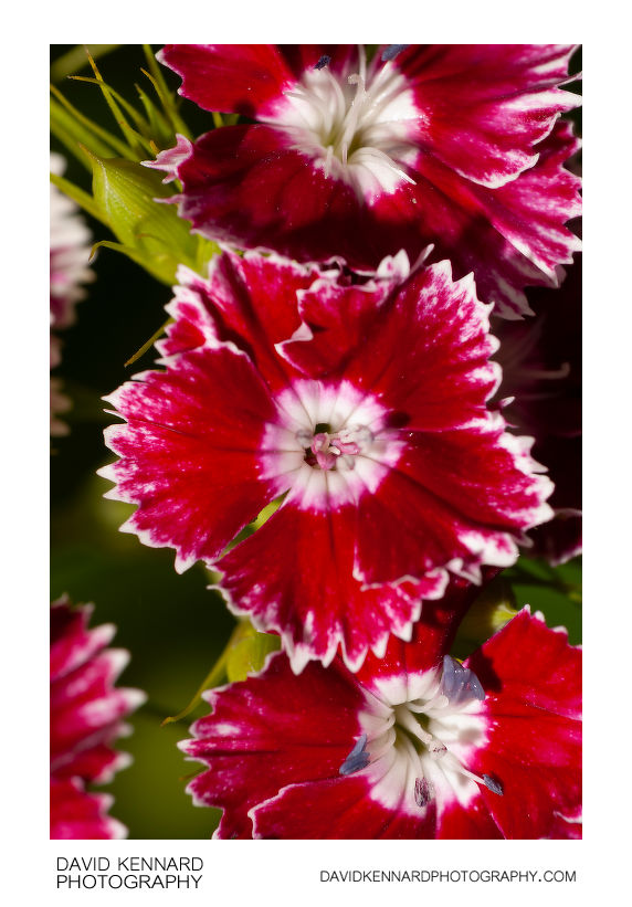 Red and white Sweet William flowers