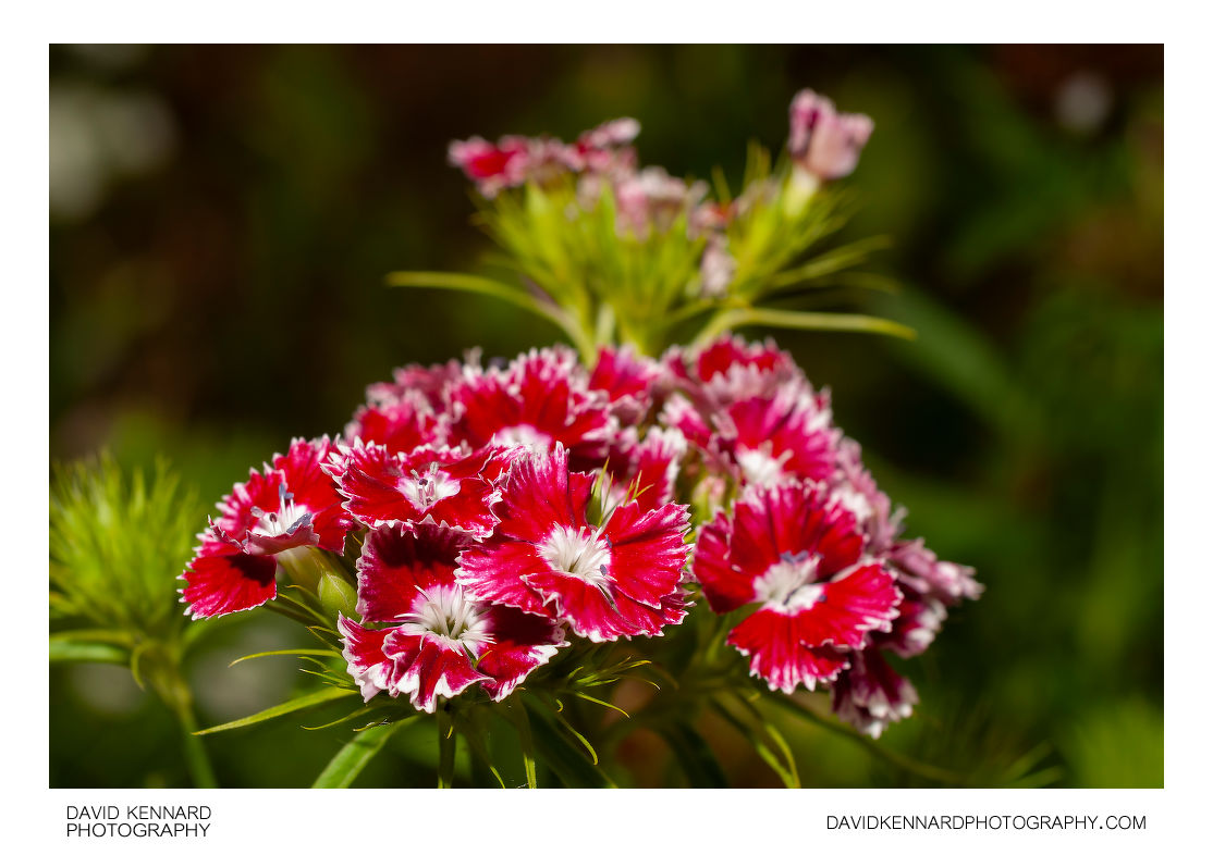 Red and white Sweet William flowers