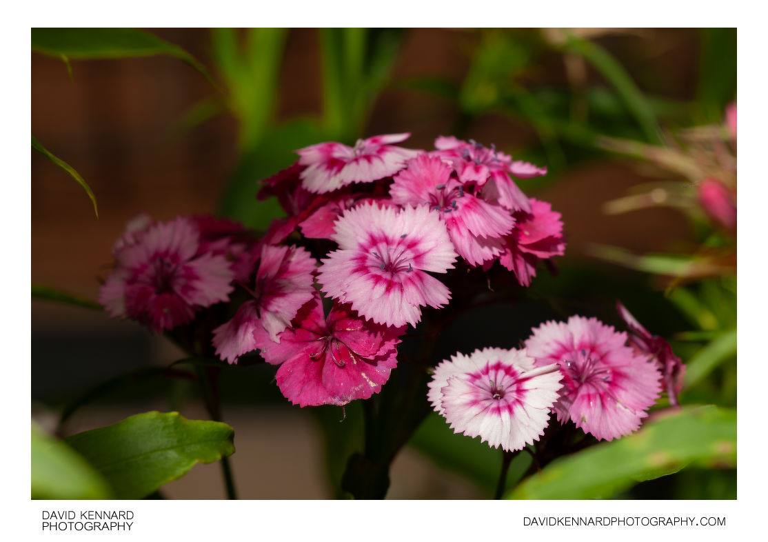 Pink Sweet William flowers