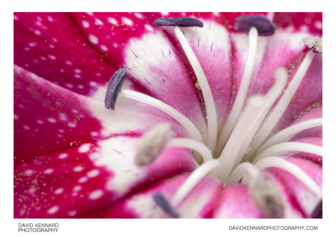 Centre of a Sweet William flower