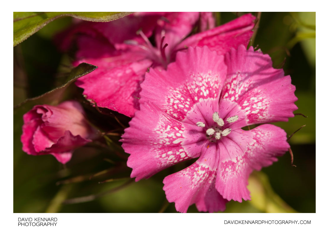 Pink with white band Sweet William flower
