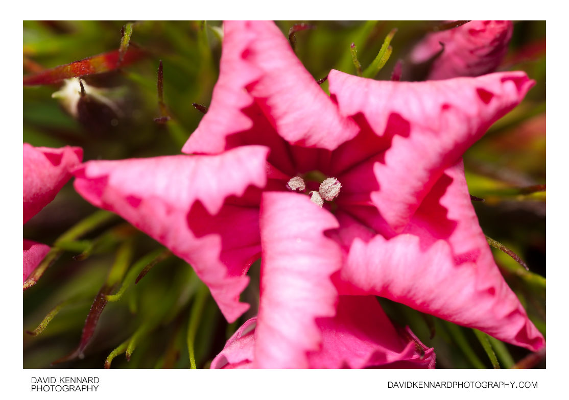 Curled up pink Sweet William flower.