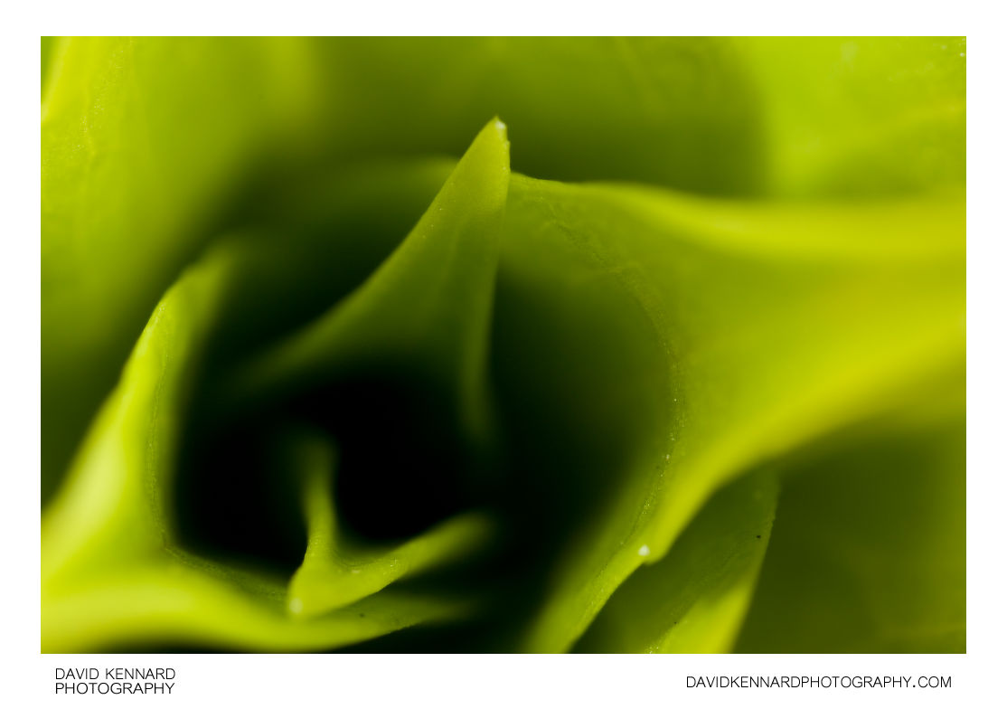 Sweet William leaves abstract