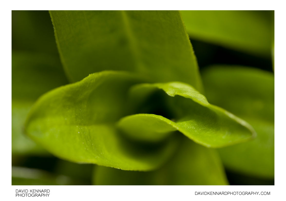 Sweet William new leaf growth