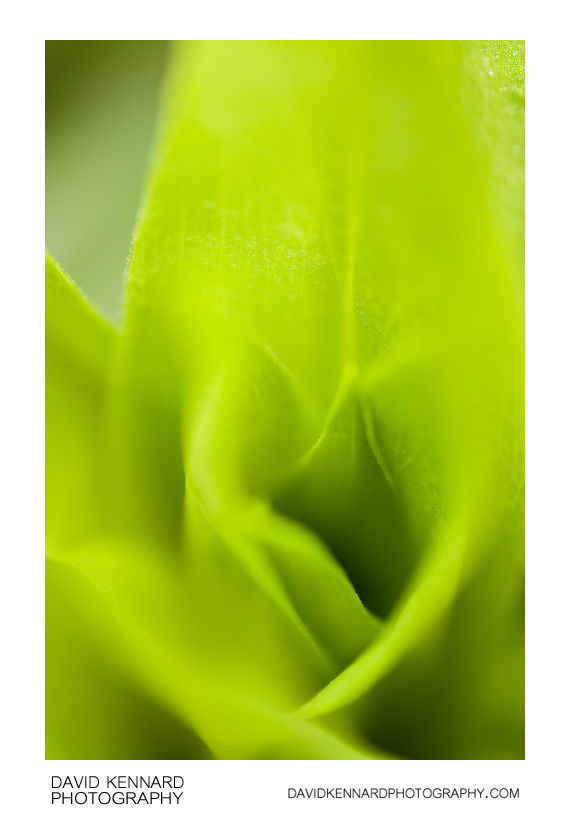Sweet William leaves abstract