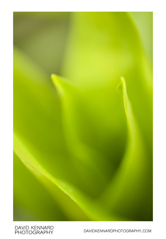 Sweet William leaves abstract