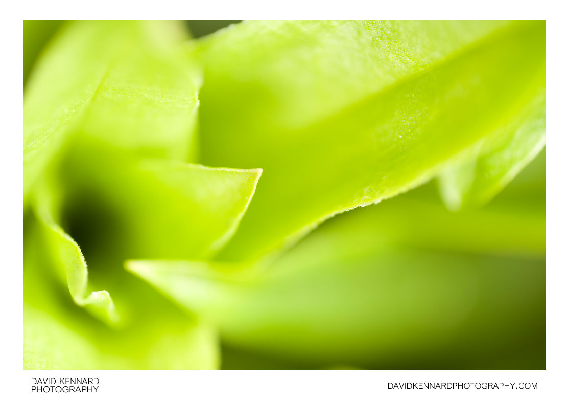 Sweet William leaves abstract