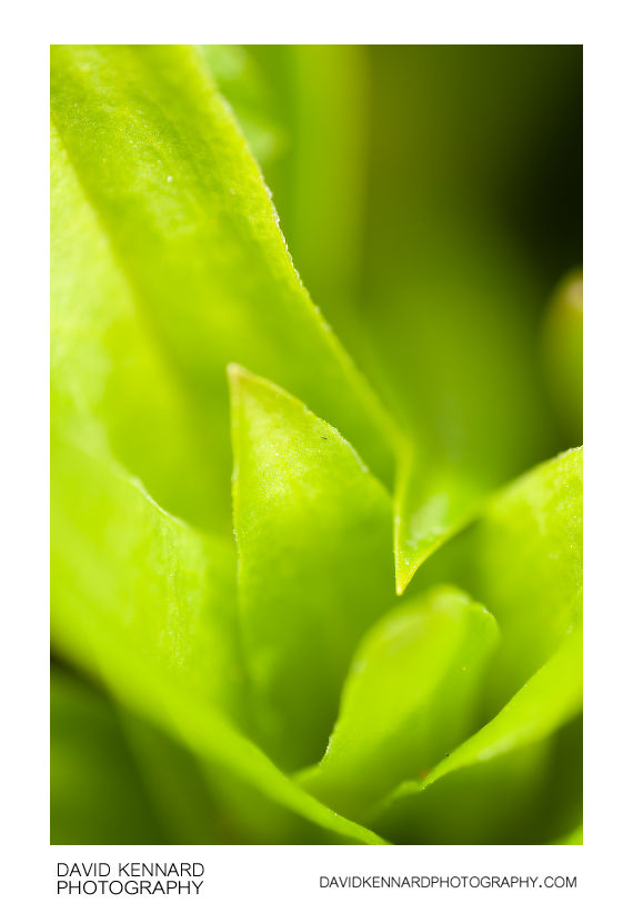 Sweet William leaves abstract