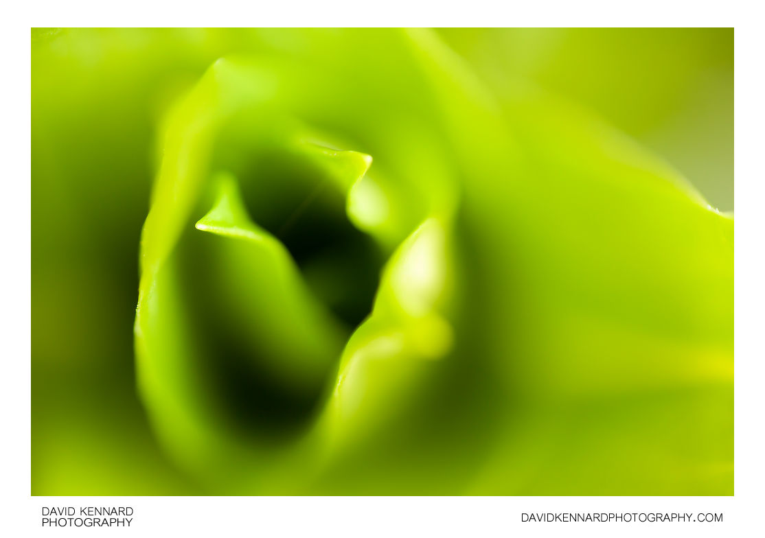 Sweet William leaves abstract