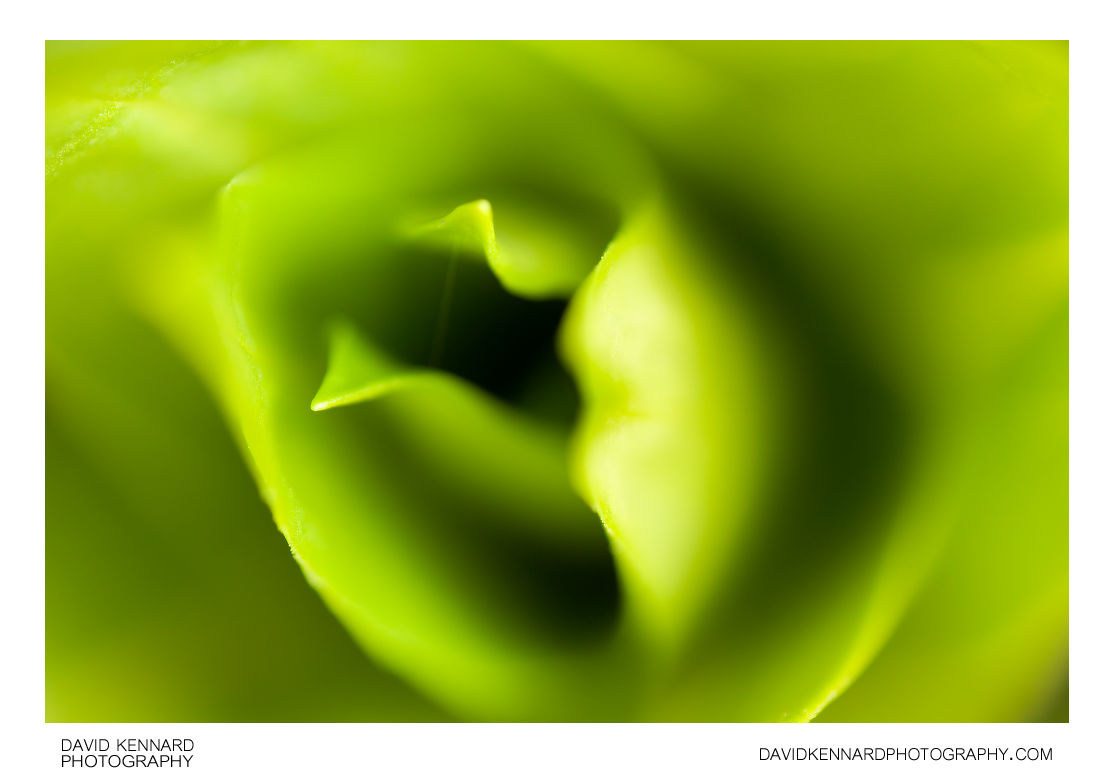 Sweet William leaves abstract