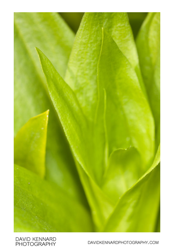 Sweet William leaves abstract