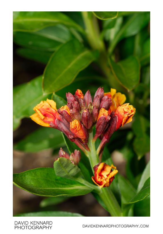 Erysimum cheiri flower buds