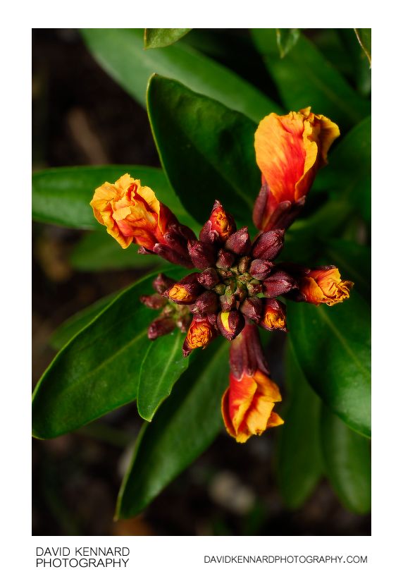 Erysimum cheiri flower buds