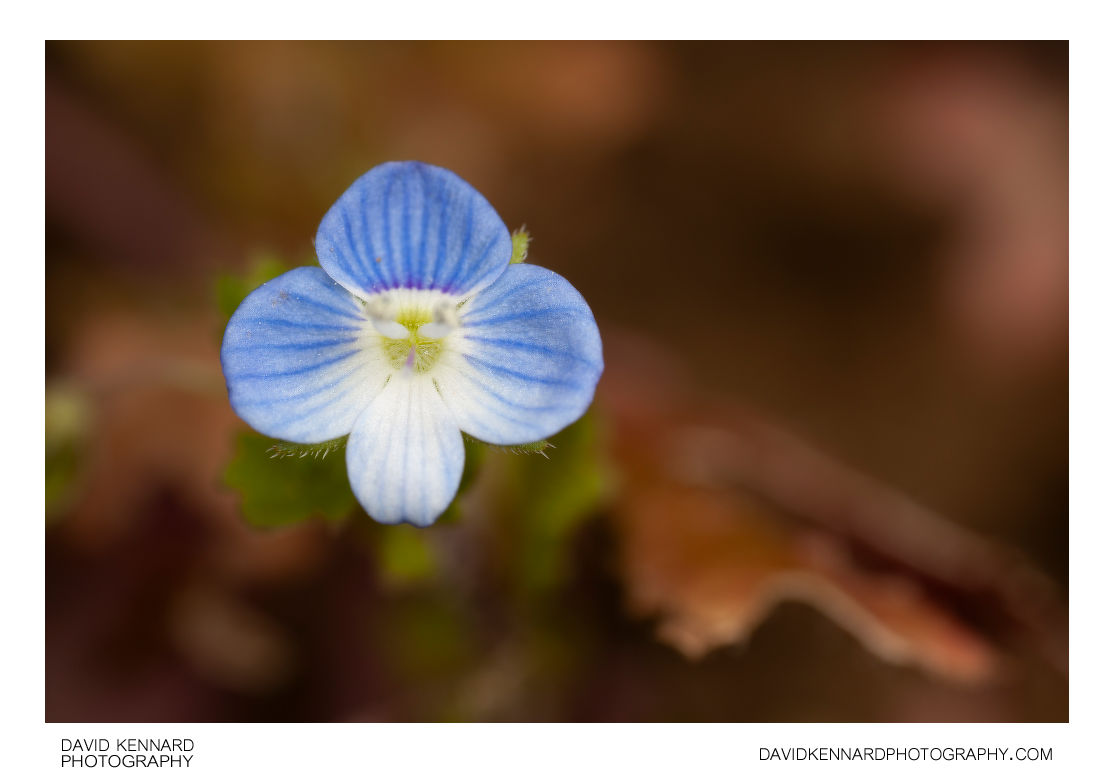 Slender Speedwell (Veronica filiformis) flower