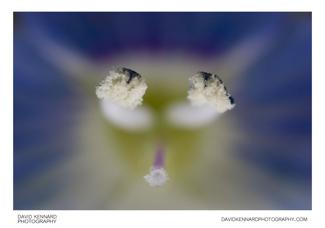 Slender Speedwell (Veronica filiformis) anthers & stigma