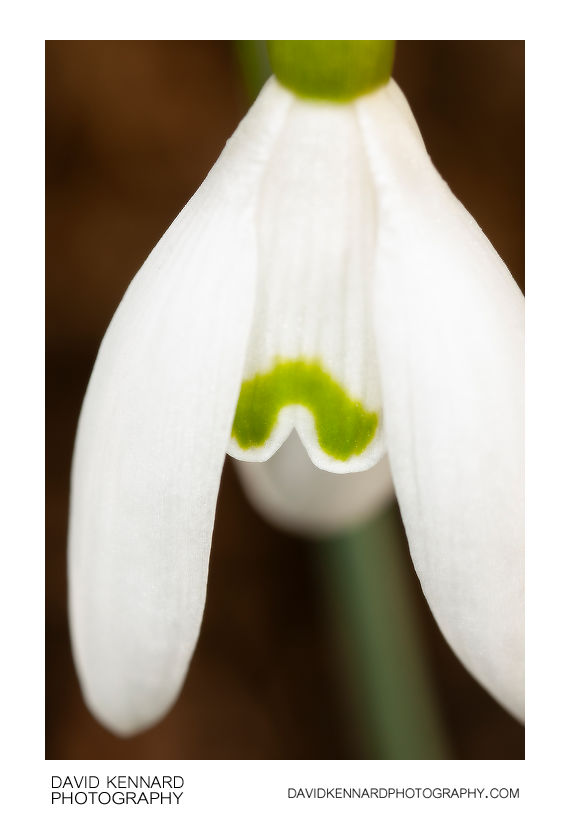 Galanthus nivalis (Common Snowdrop) flower