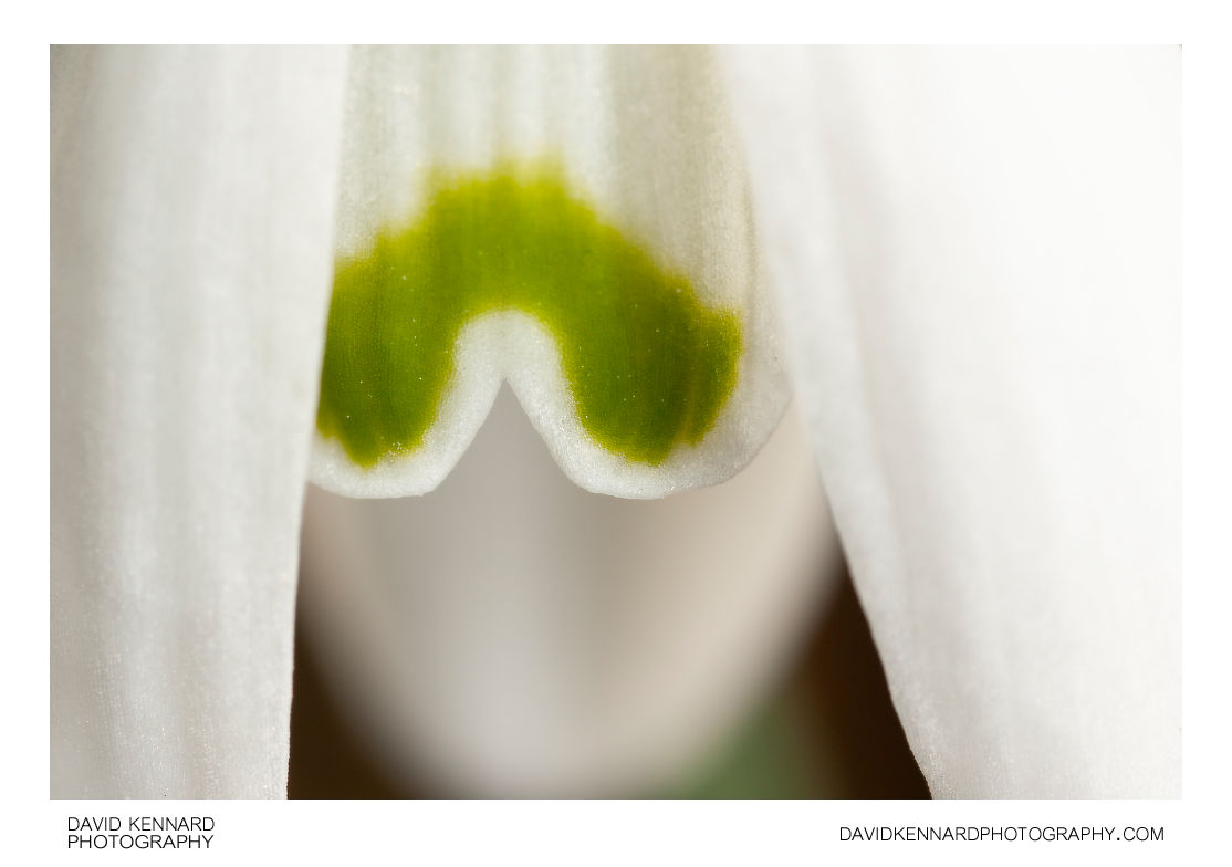 Galanthus nivalis (Common Snowdrop) flower