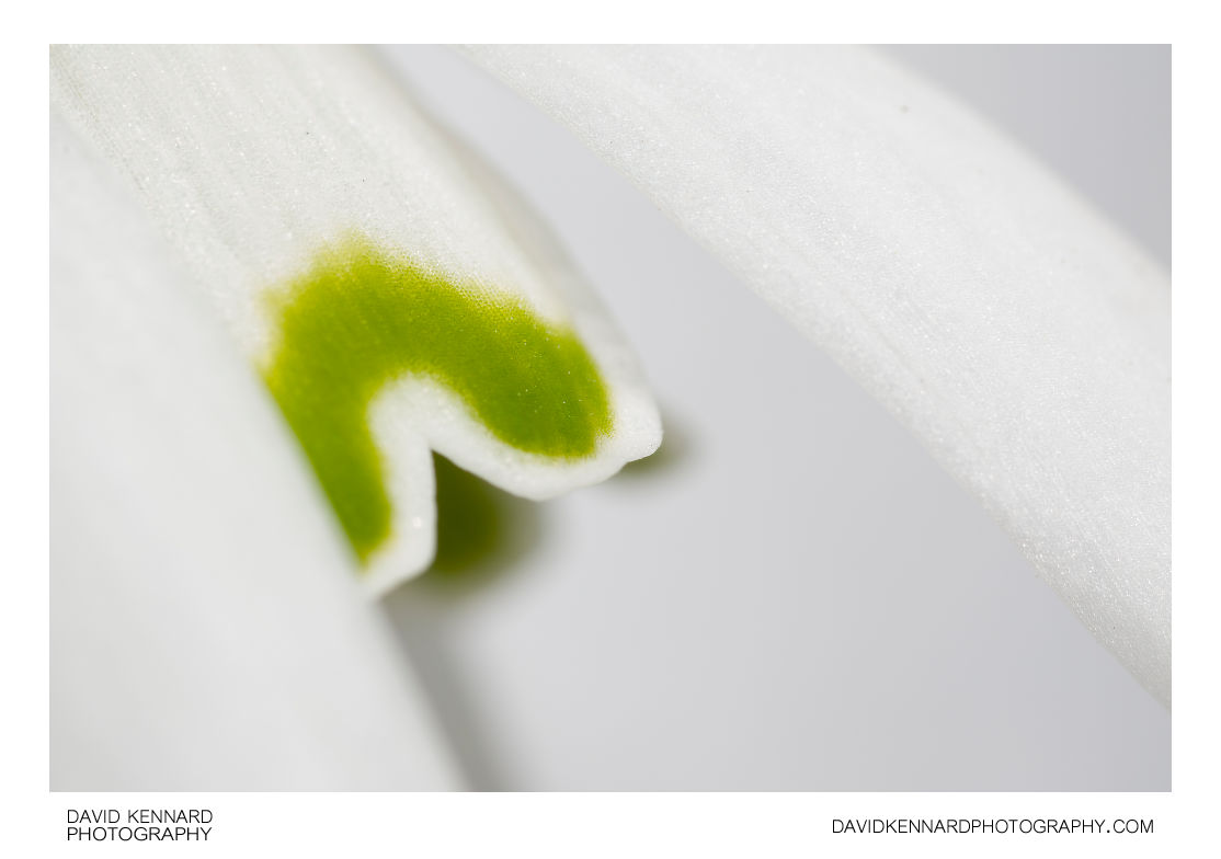 Galanthus nivalis (Common Snowdrop) flower