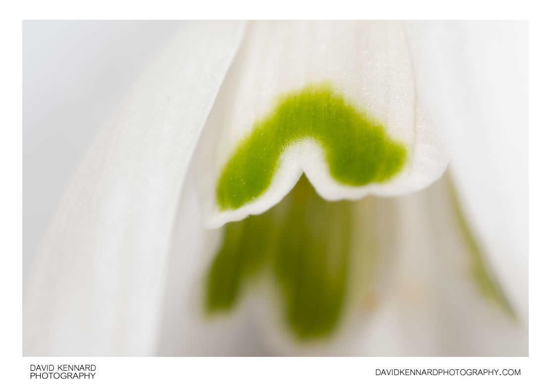 Galanthus nivalis (Common Snowdrop) flower