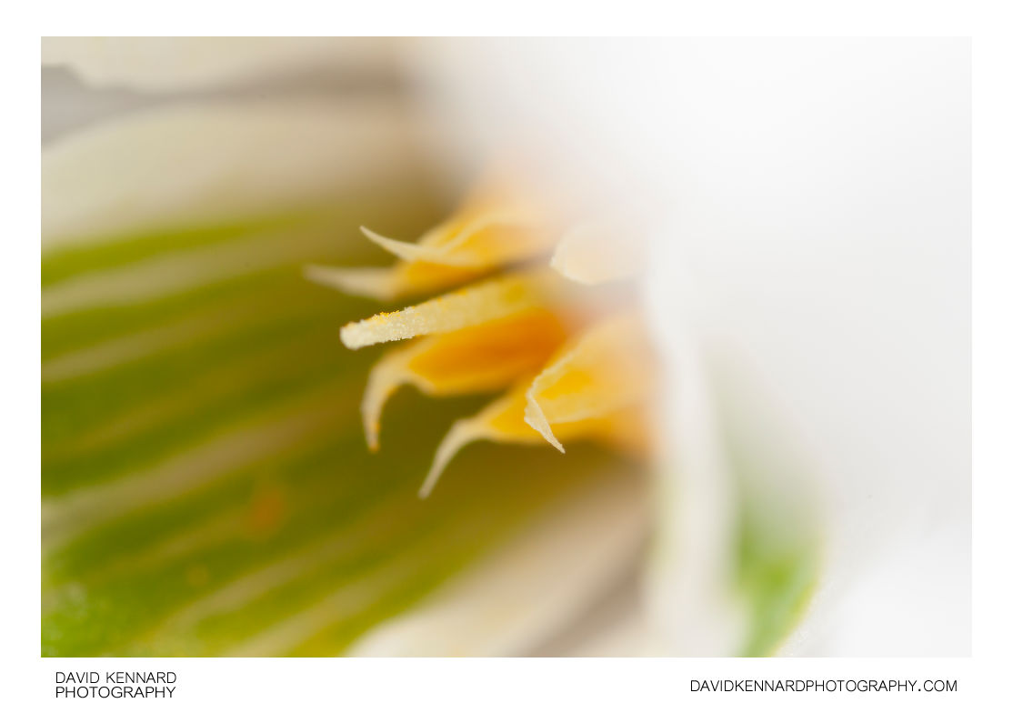 Galanthus nivalis (Common Snowdrop) flower interior