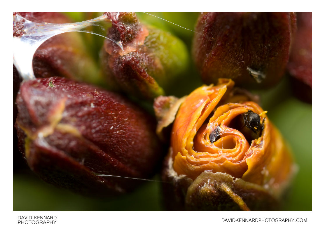 Erysimum cheiri flower buds
