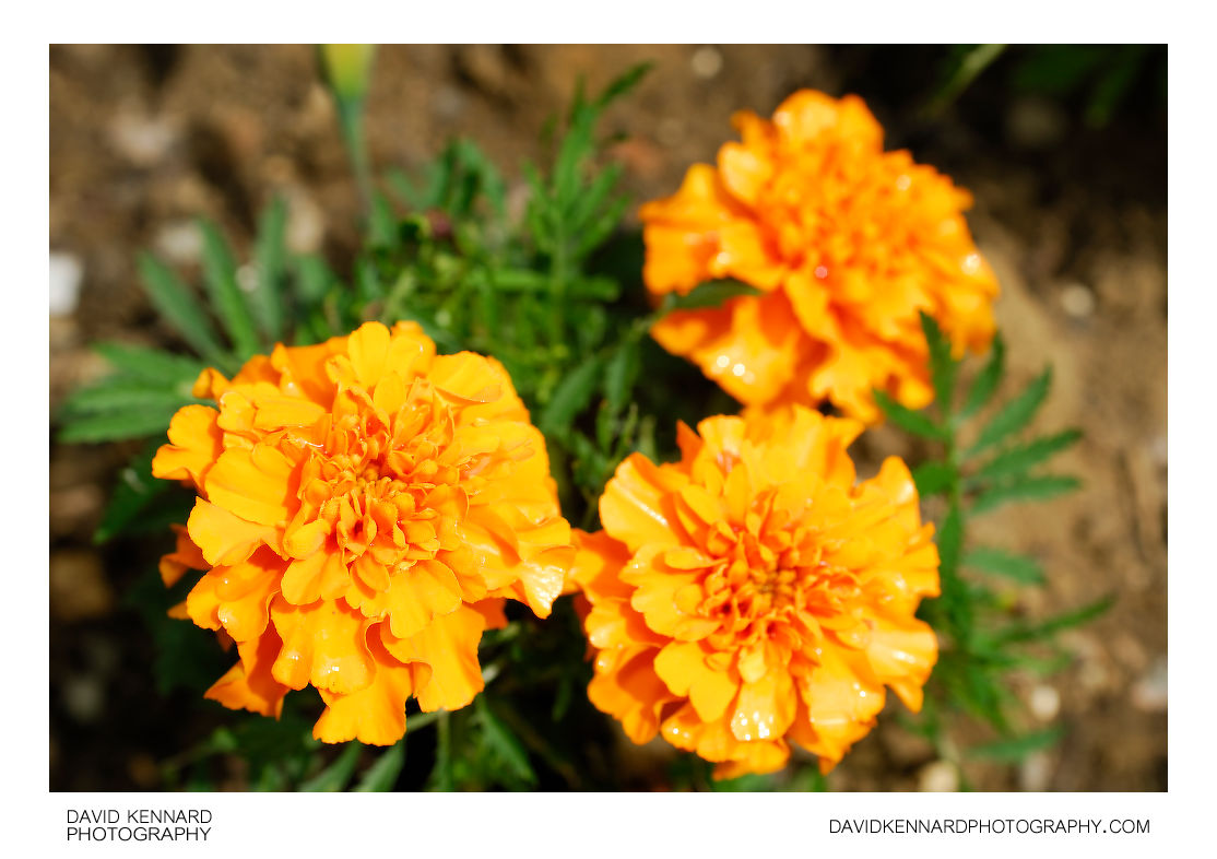 Orange French marigold (Tagetes patula) flowers