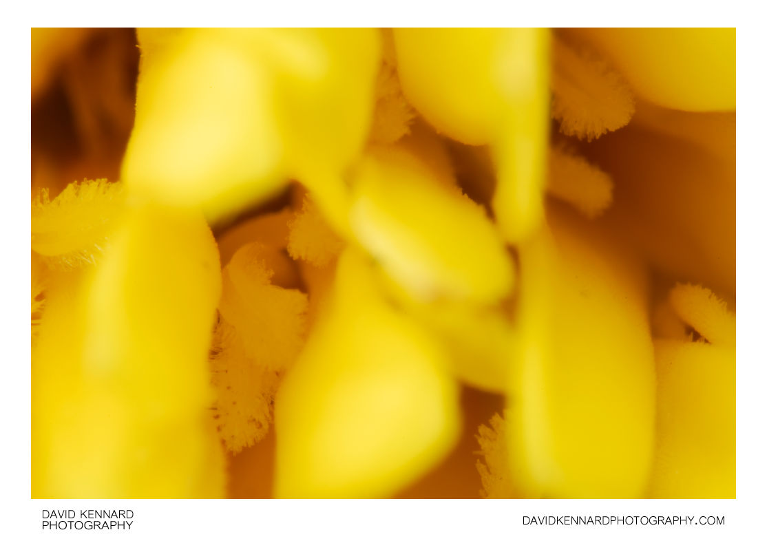 Yellow French marigold (Tagetes patula) centre
