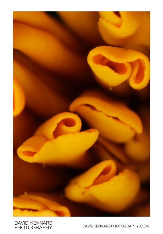 Orange French marigold (Tagetes patula) flower abstract