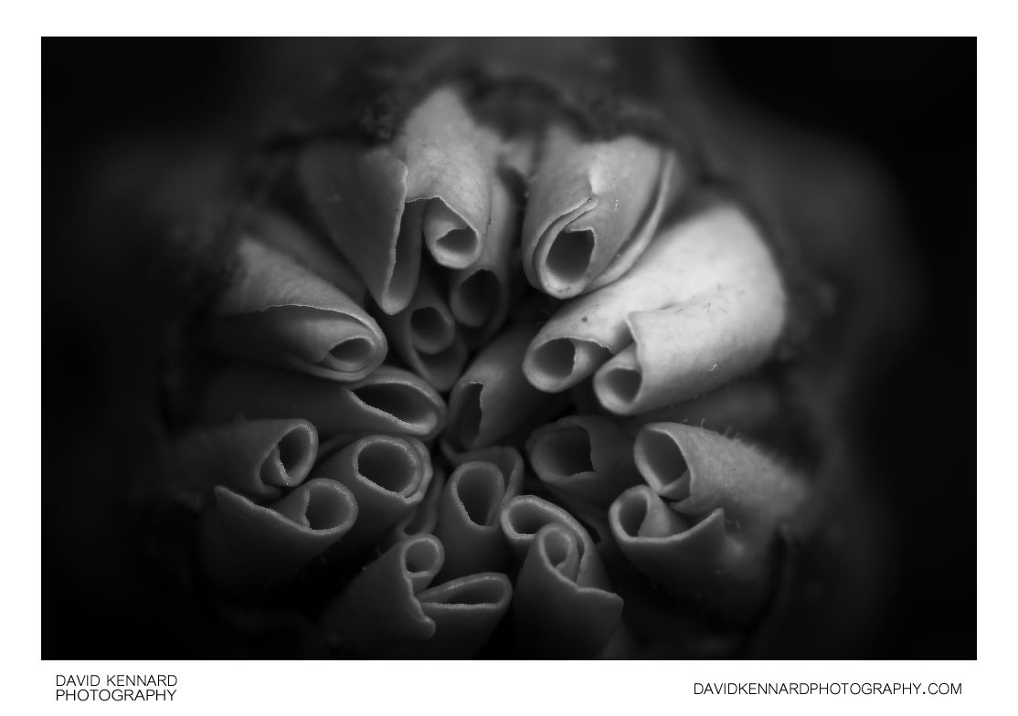 French marigold (Tagetes patula) flower bud B&W