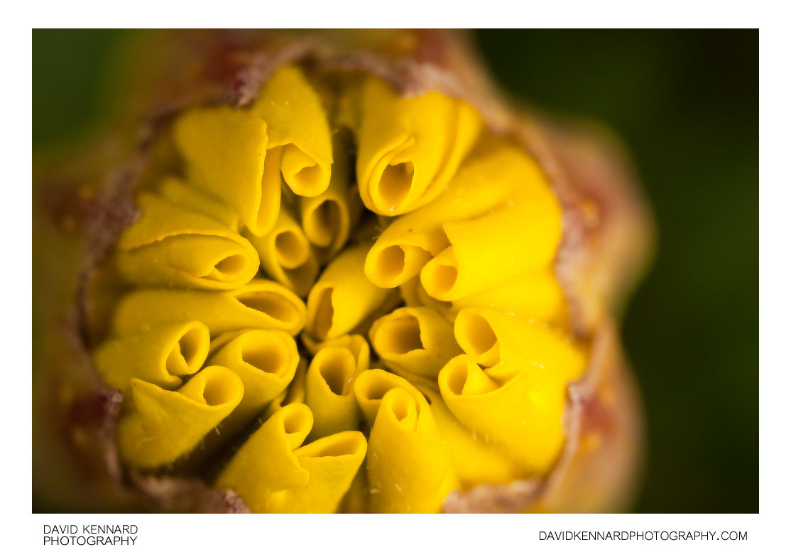 Yellow French marigold (Tagetes patula) flower bud