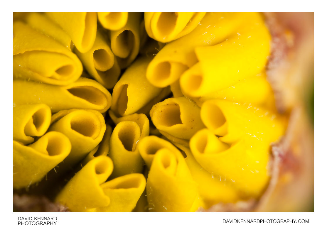 Yellow French marigold (Tagetes patula) flower bud