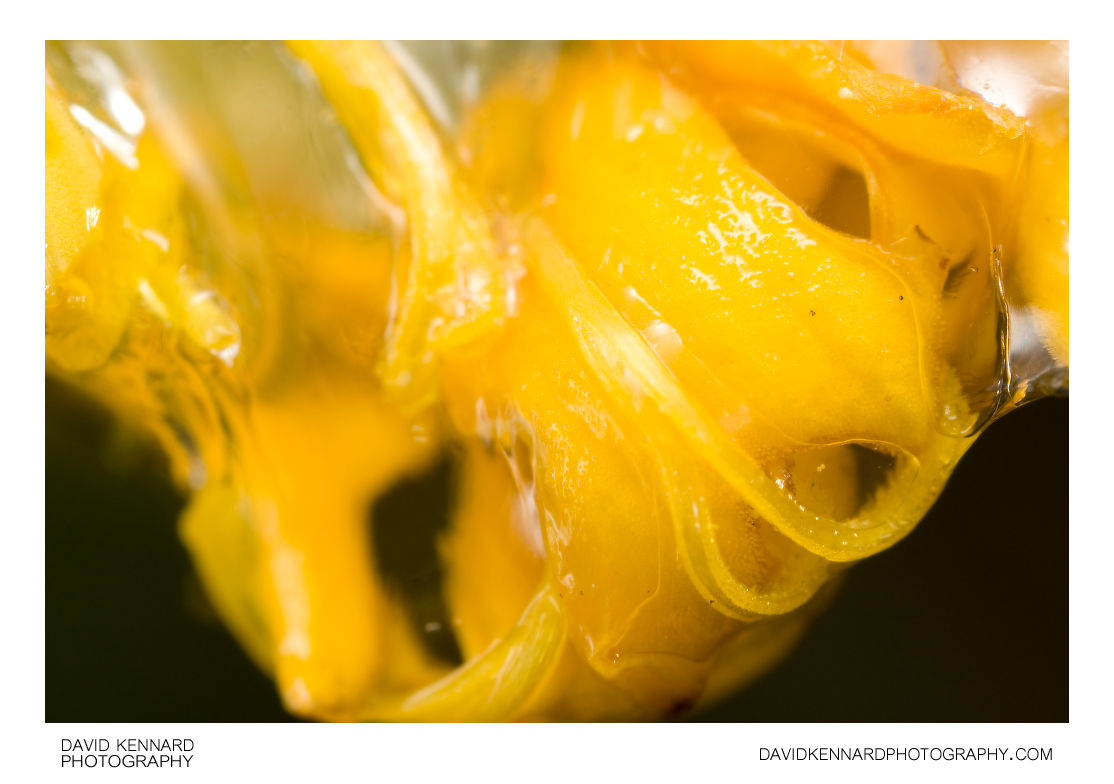 French Marigold Slime abstract