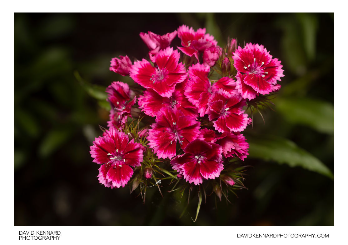 Sweet William Pink flowers