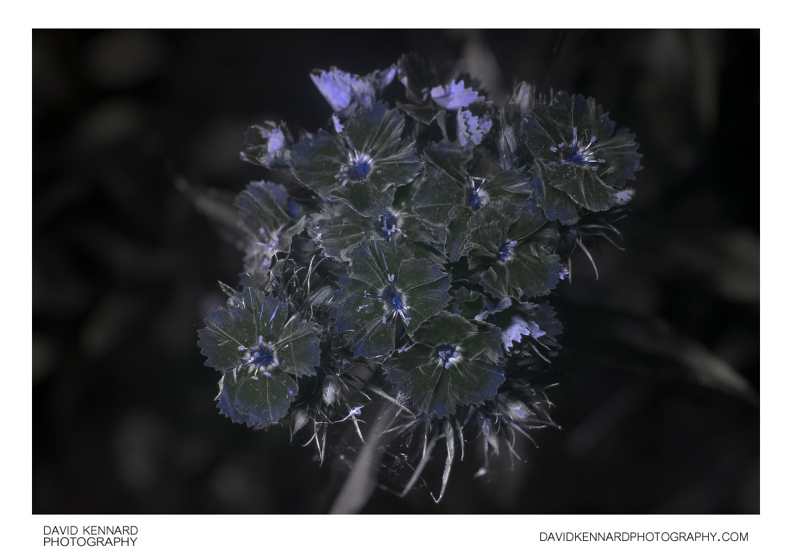 Sweet William Pink flowers [UV]