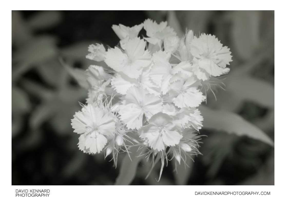 Sweet William Pink flowers [IR]