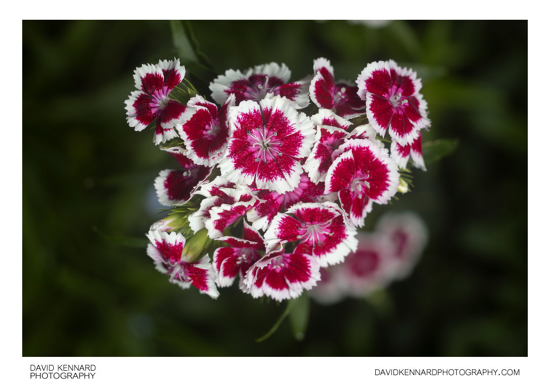 Sweet William D. barbatus flowers