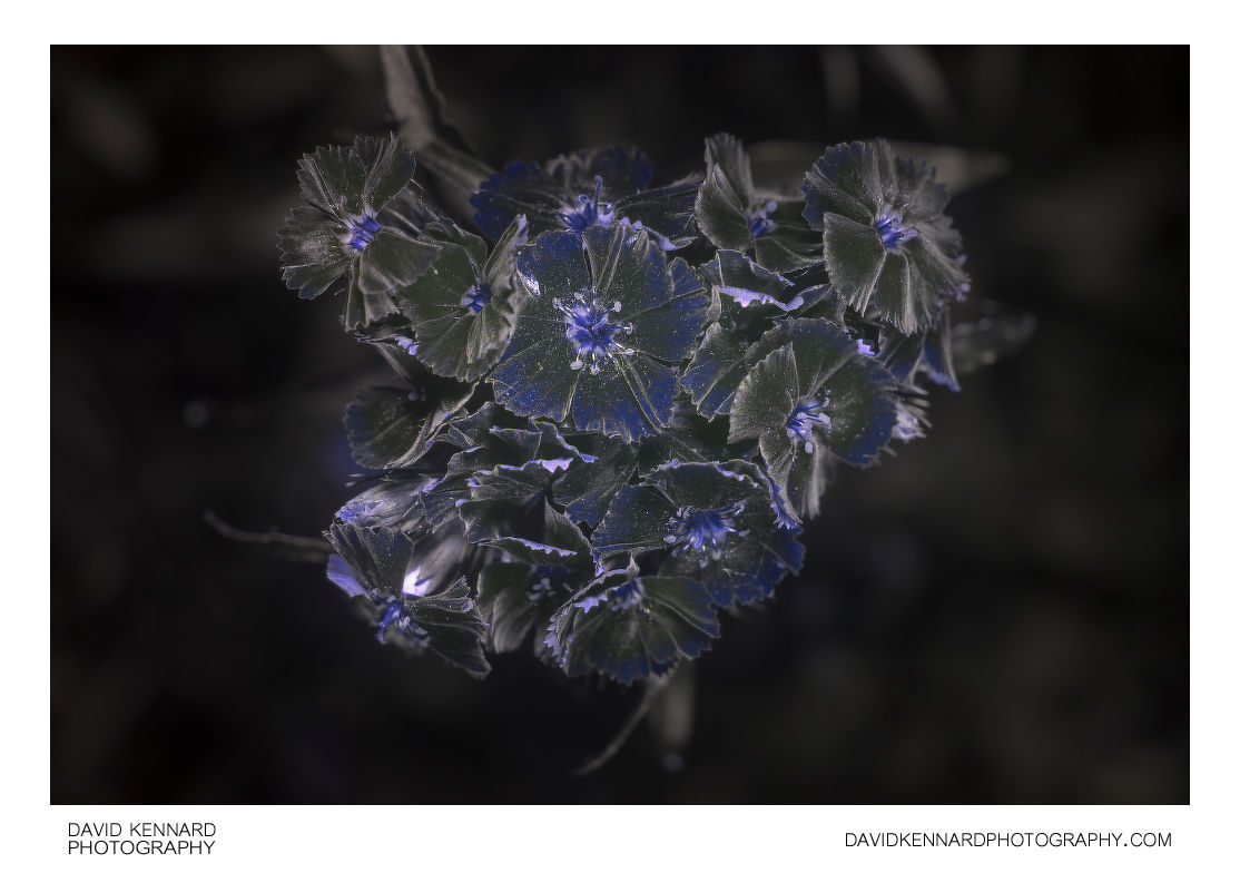 Sweet William D. barbatus flowers [UV]