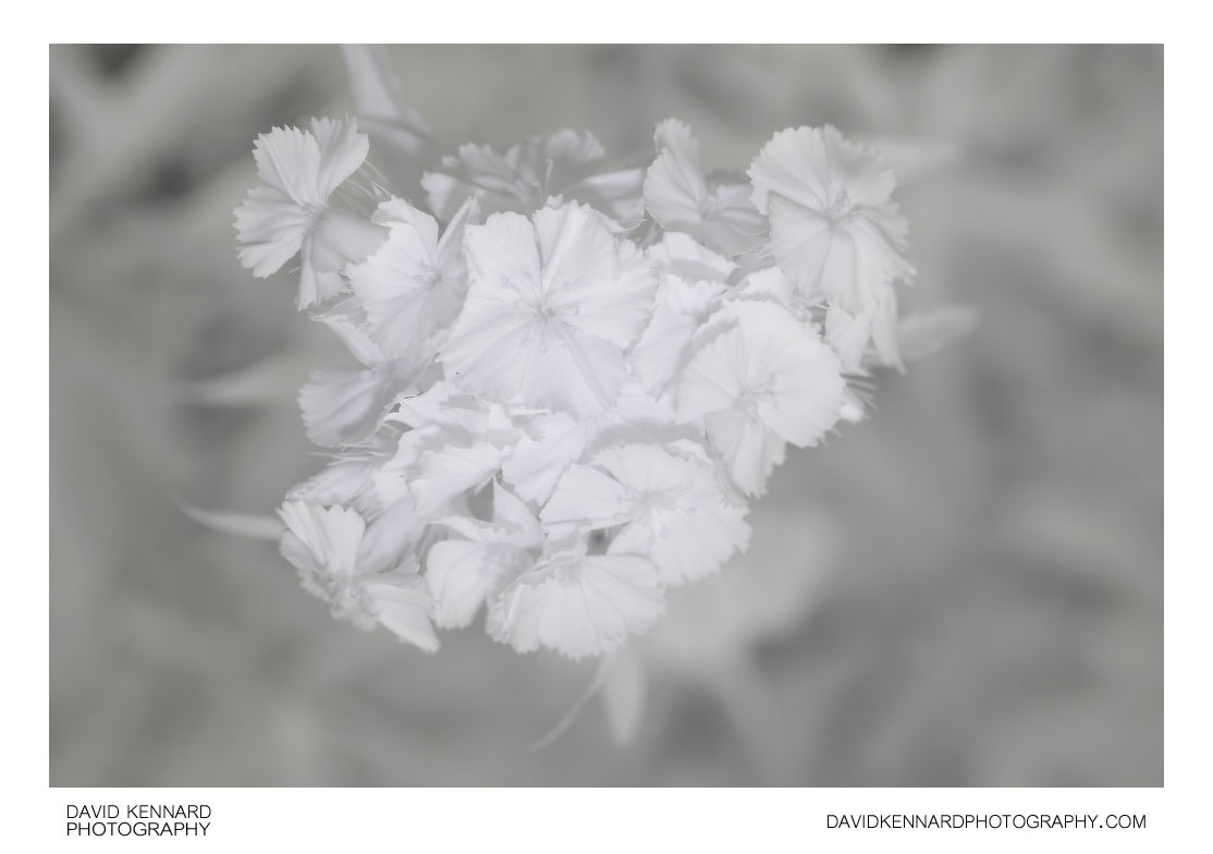 Sweet William D. barbatus flowers [IR]