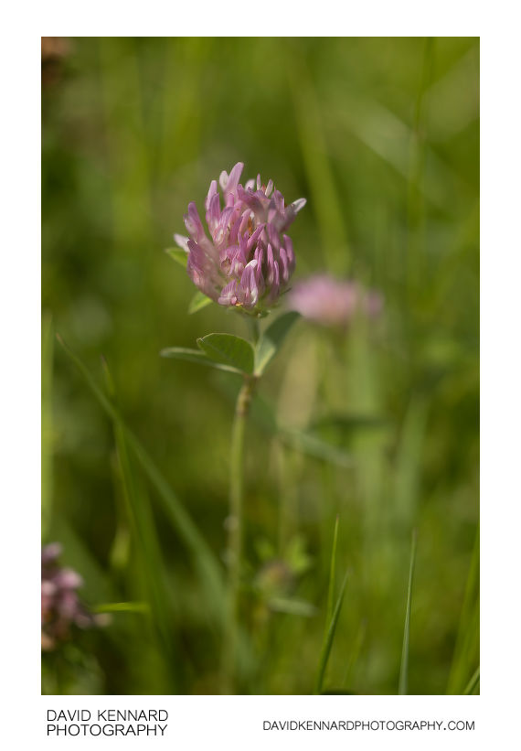 Red Clover (Trifolium pratense) flower