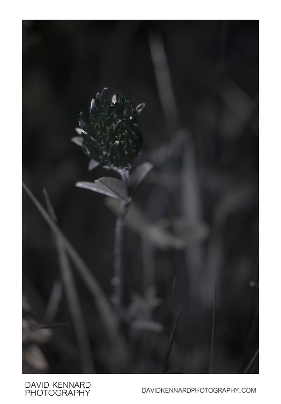 Red Clover (Trifolium pratense) flower [UV]