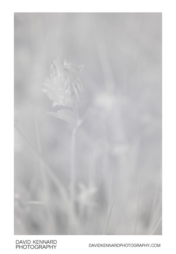 Red Clover (Trifolium pratense) flower [IR]