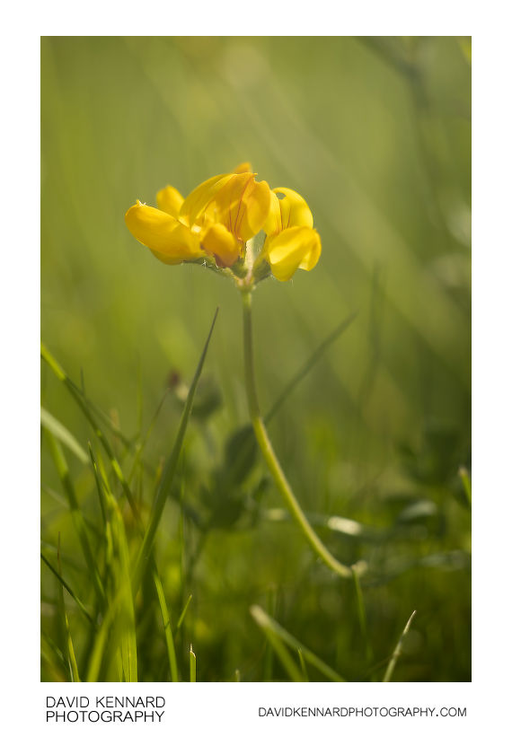 Lotus corniculatus flowers