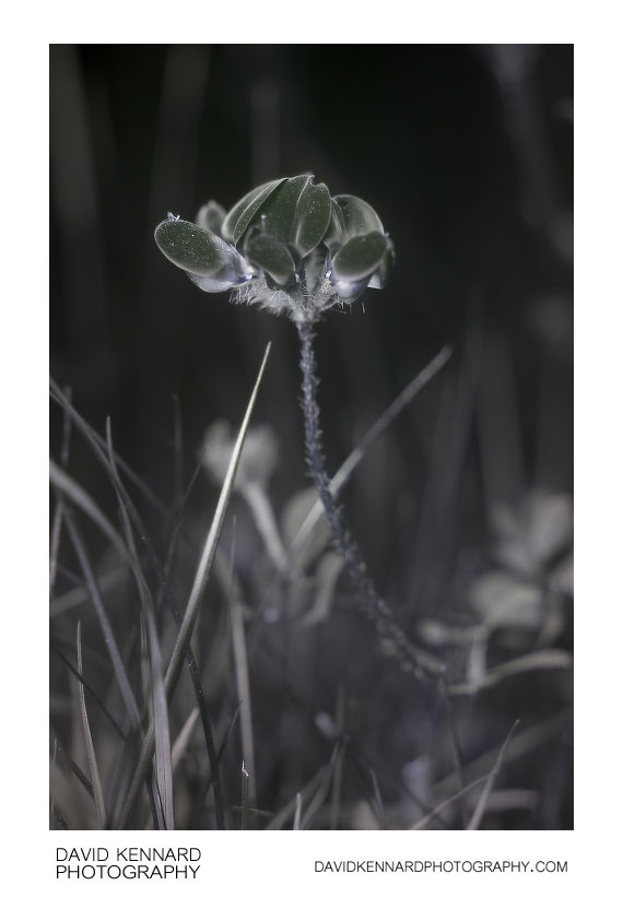 Lotus corniculatus flowers [UV]